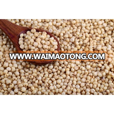 Best Quality Sorghum