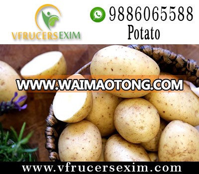 Export Quality Farm Fresh Potato